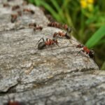 nature-2028276_1280