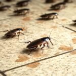 Group of cockroaches are dispersing in different directions on dirty floor tiles. The floor is greasy and covered in food crumbs, attracting the insects